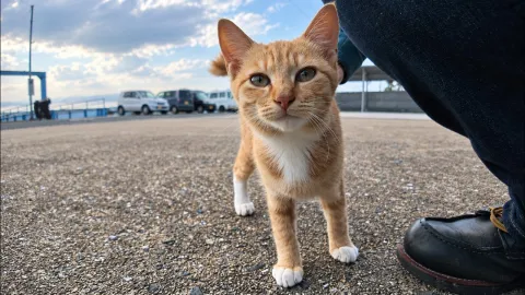 【今日の猫散歩】猫島でたくさんの猫に出会い癒やされる