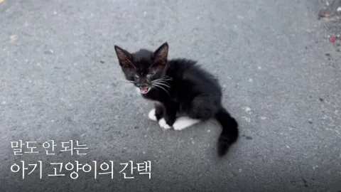 두 눈이 붙어 길 한복판에서 울고 있던 아기 고양이