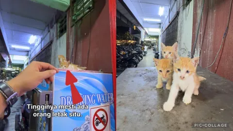 Tingginya mesti ada orang letak situ🥹Takut orang terpijak