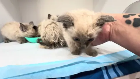 Siamese Kittens Eating!