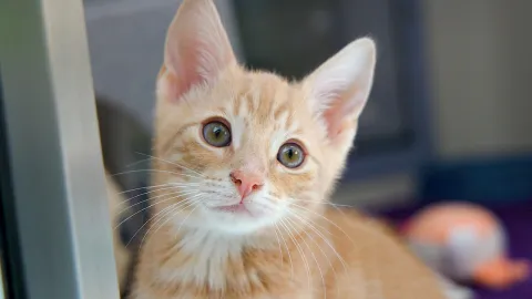 Getting a kitten | Kitten care advice