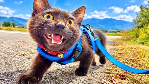 子猫とお散歩の練習をしたらすごい事が起こった