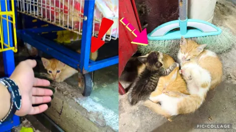 Takut orang terpijak Sedihnya🥹Kittens are still small