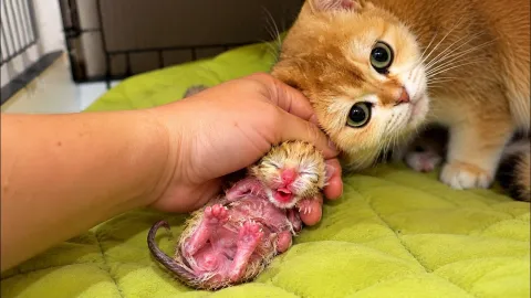 I Saved This Newborn Kitten… But I Refused to Feed Him. Subtitles!