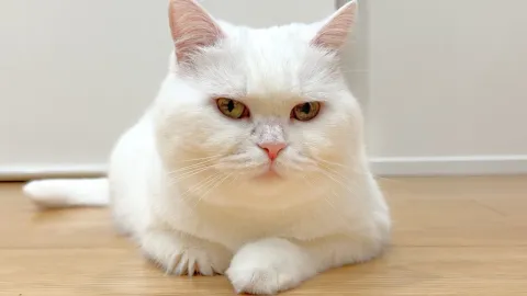 シニアになったスコティッシュのために、飼い主が始めたこと